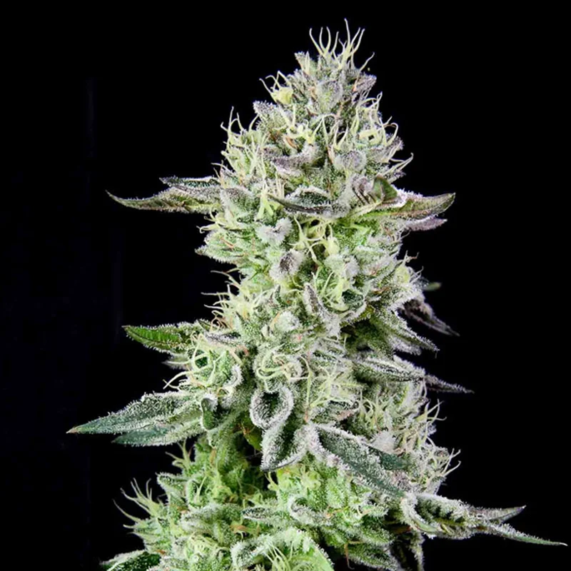 saltonverde2889930