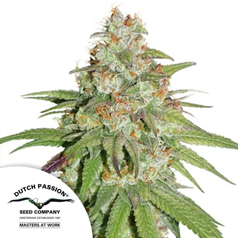 saltonverde2890005