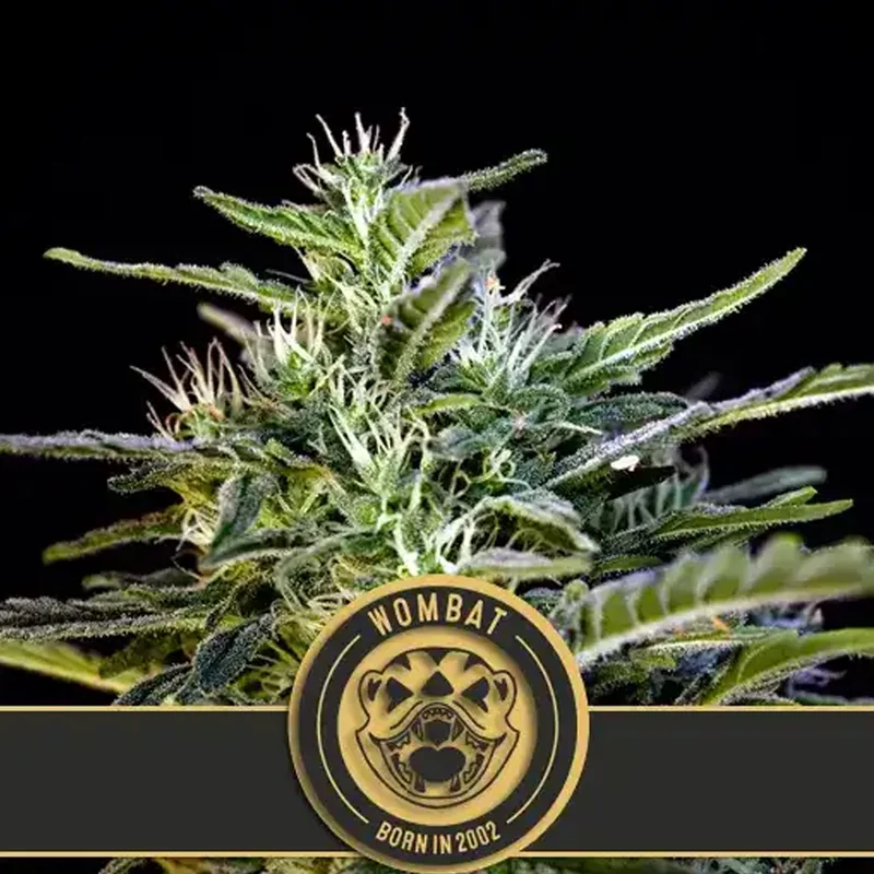 saltonverde2890063
