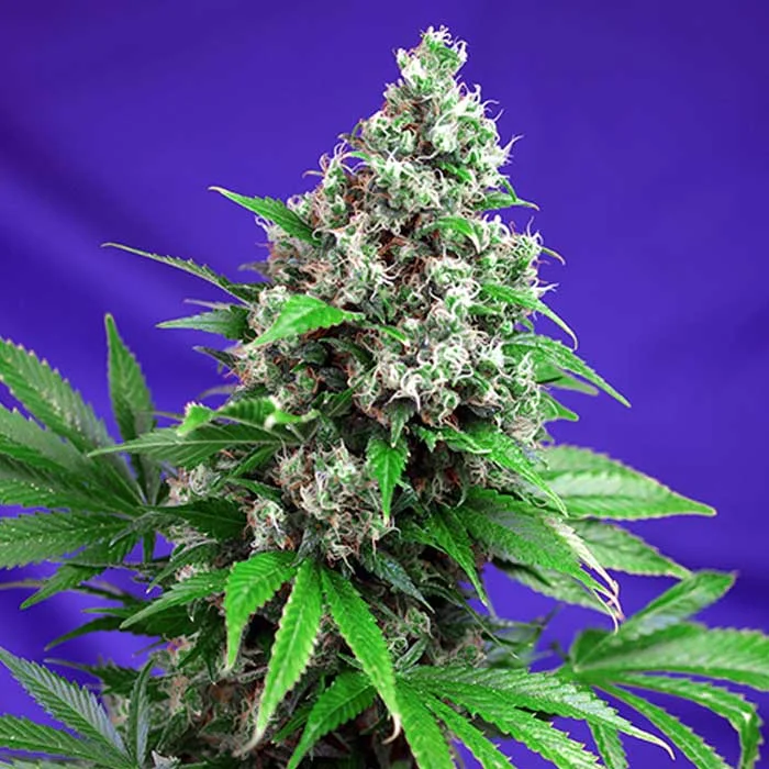 saltonverde2890631