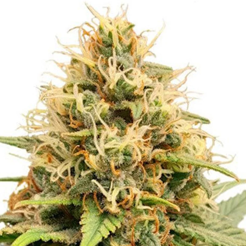 saltonverde2890852