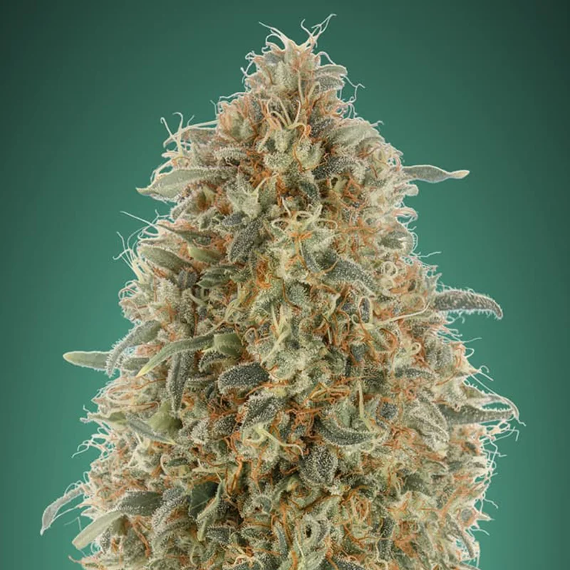 saltonverde2891544