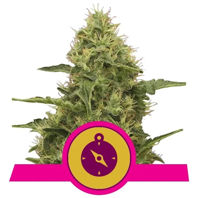 saltonverde2892216