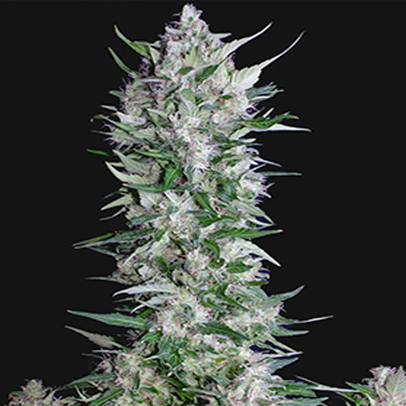 saltonverde2892342