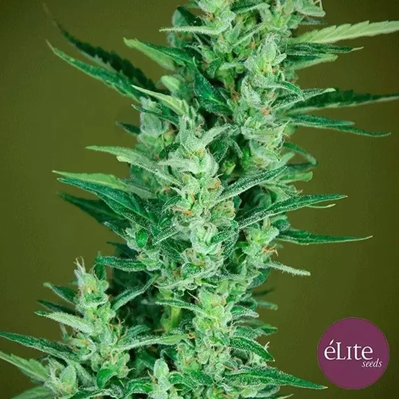 saltonverde2895142