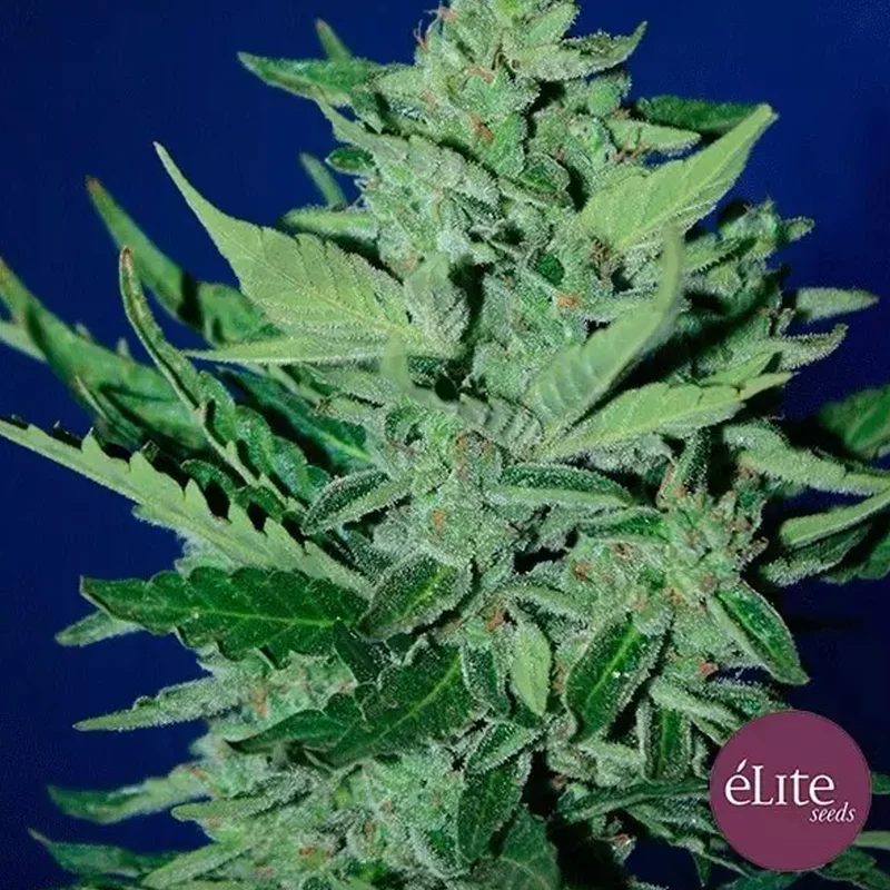 saltonverde2895164