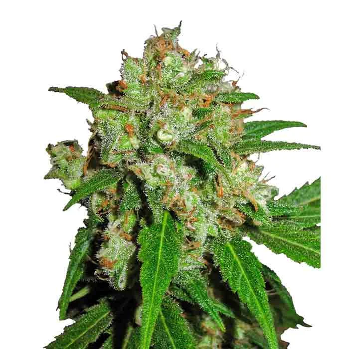 saltonverde2895400