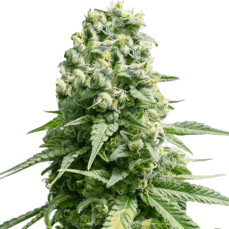 saltonverde2895689