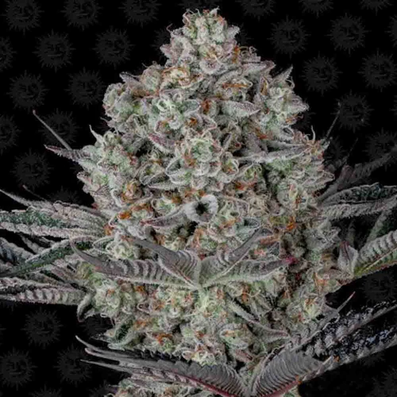 saltonverde2896350