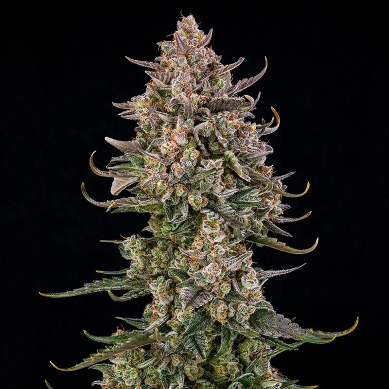 saltonverde2897200