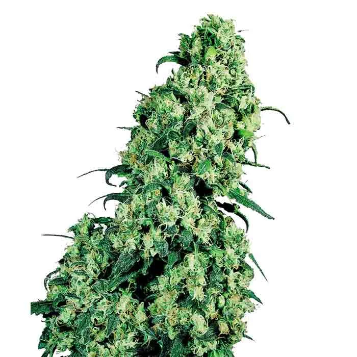 saltonverde2897294
