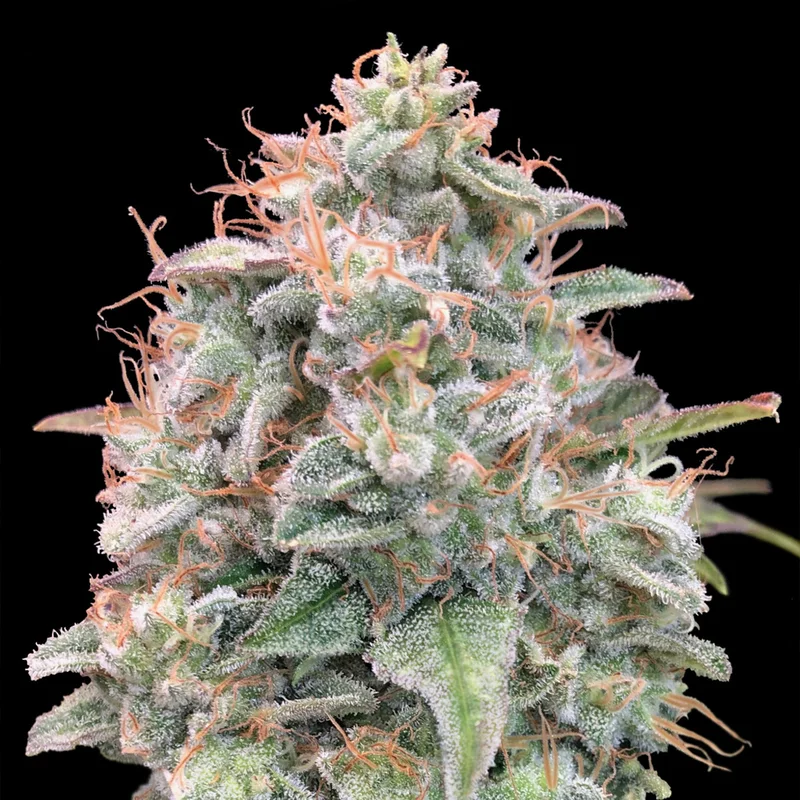 saltonverde2897617