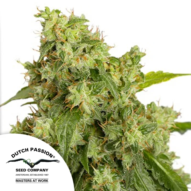 saltonverde2898066