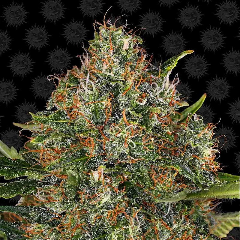 saltonverde2898649