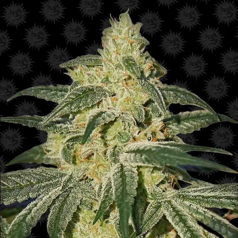 saltonverde2898733