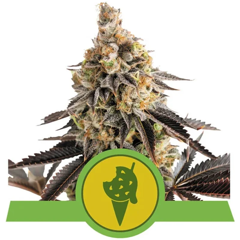 saltonverde2900177