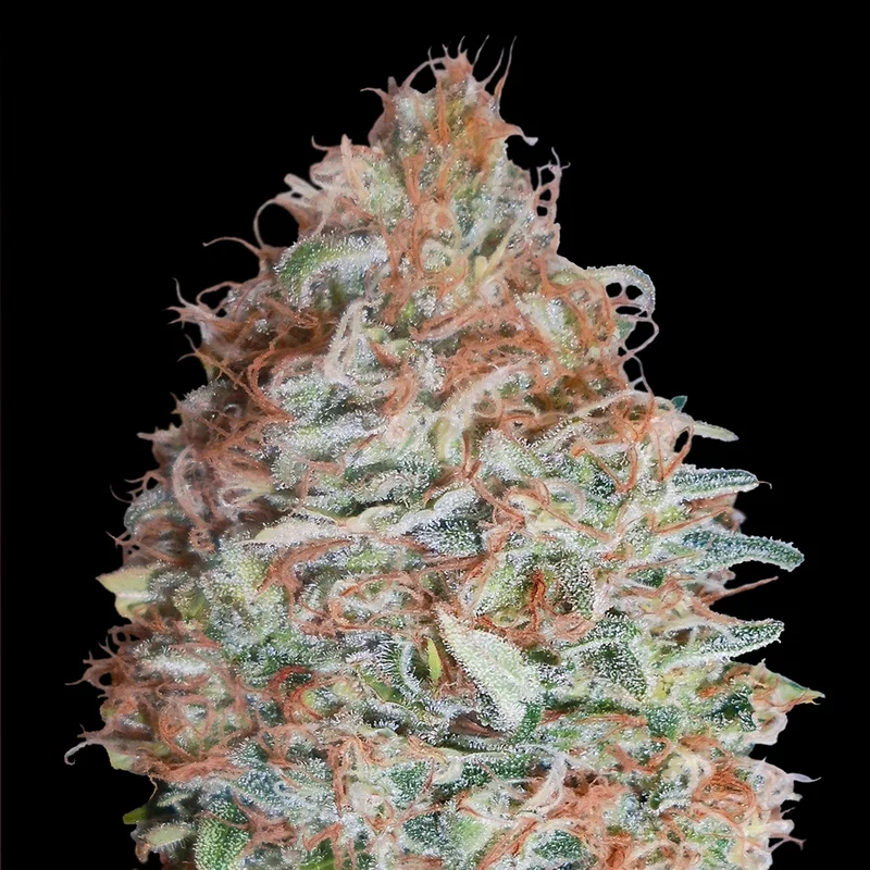 saltonverde2902979
