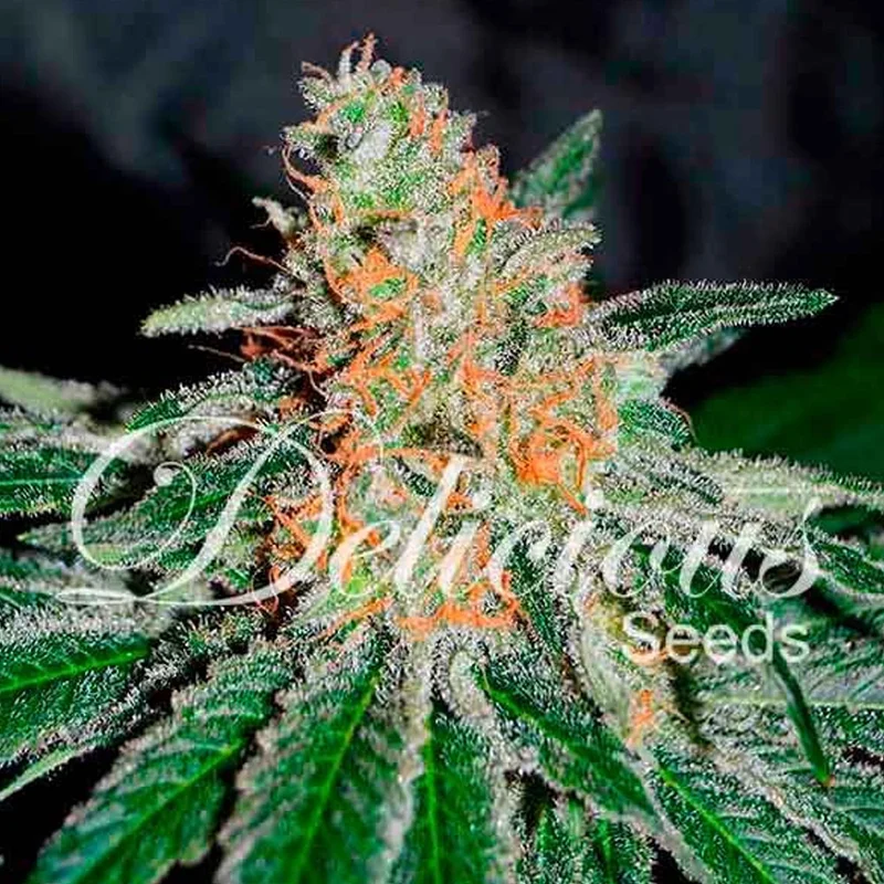 saltonverde2902994