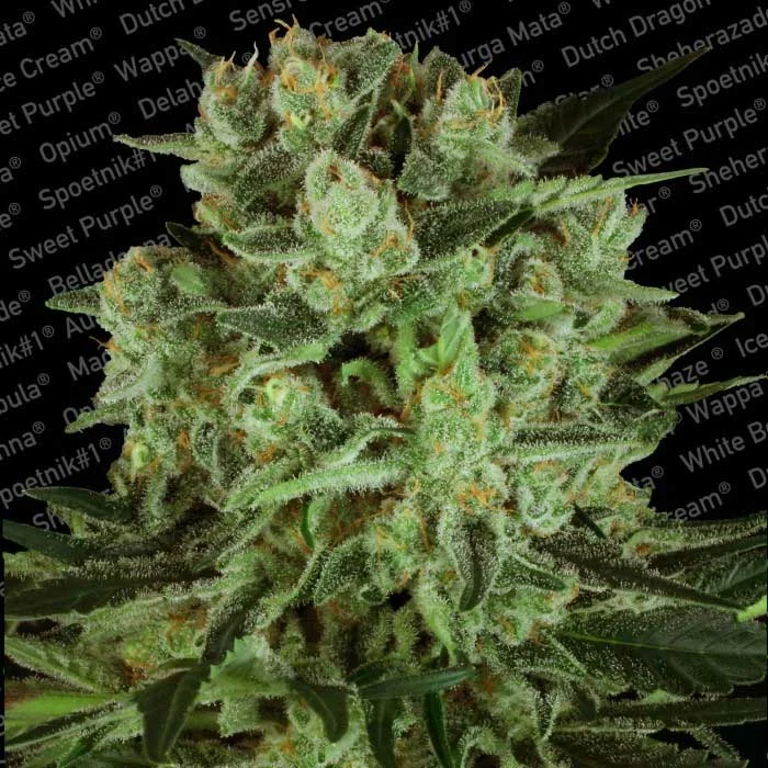 saltonverde2903452