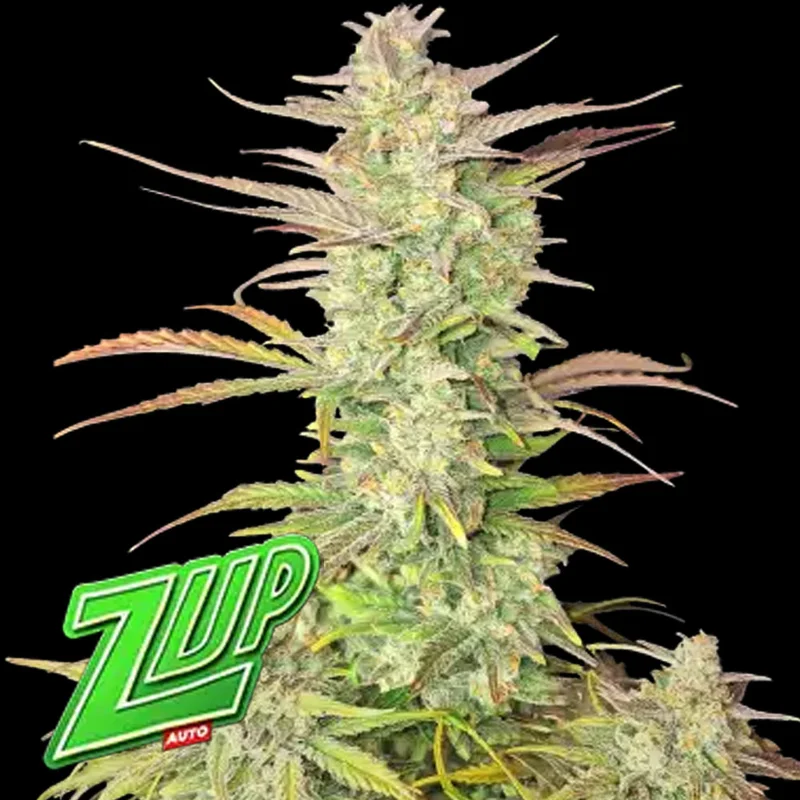 saltonverde2903929