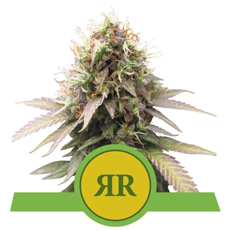 saltonverde2904560
