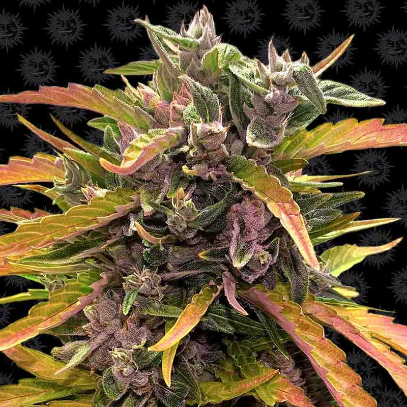 saltonverde2906469