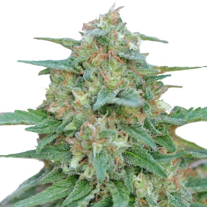 saltonverde2906587