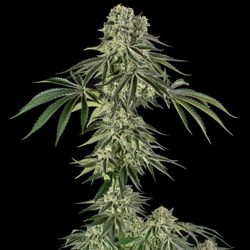 saltonverde2907678