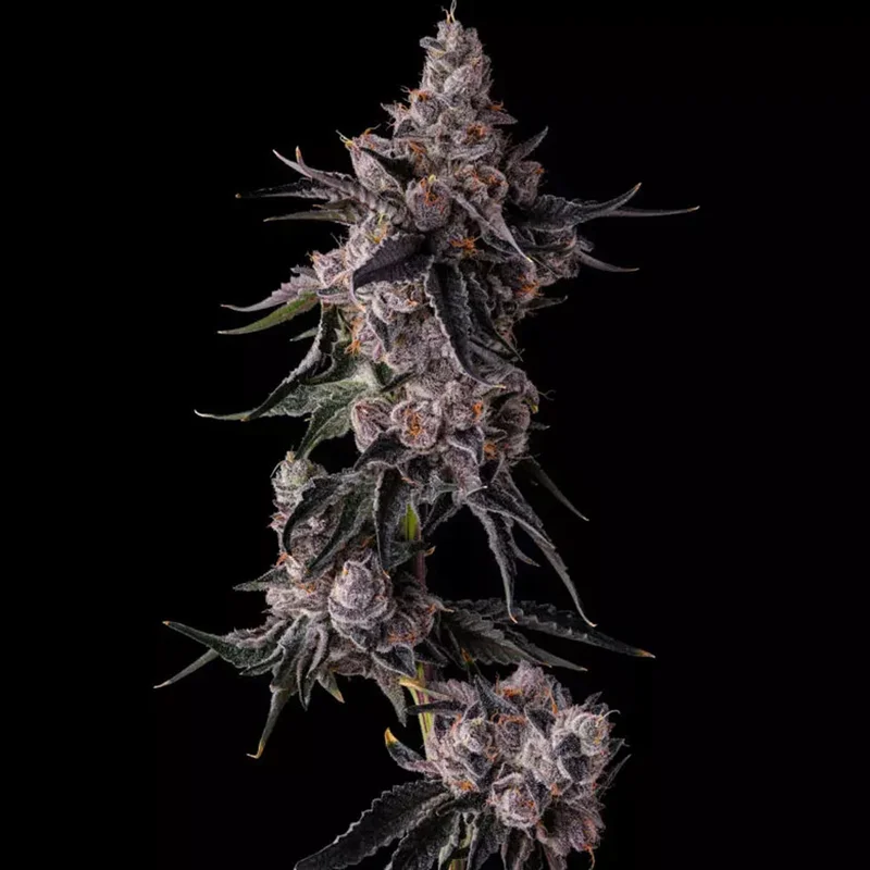 saltonverde2908009