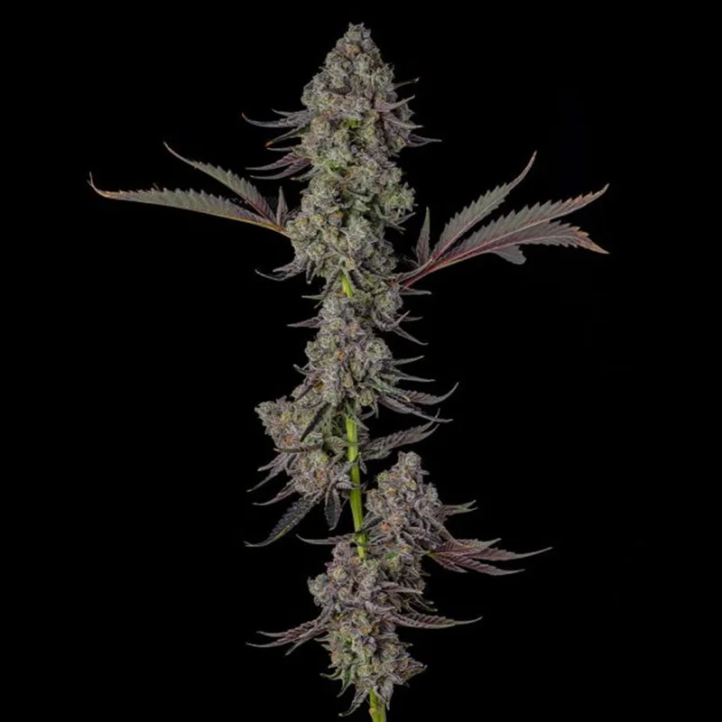 saltonverde2908262