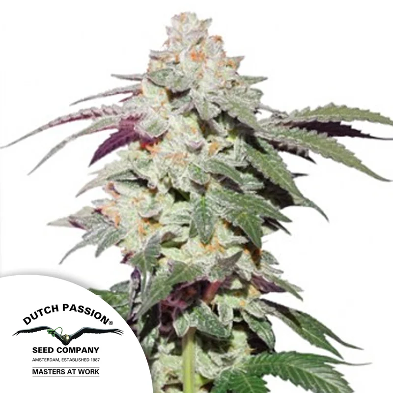 saltonverde2908525