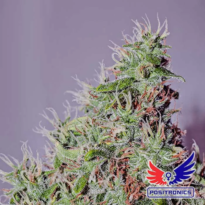 saltonverde2908999
