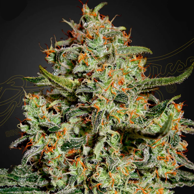 saltonverde2909241