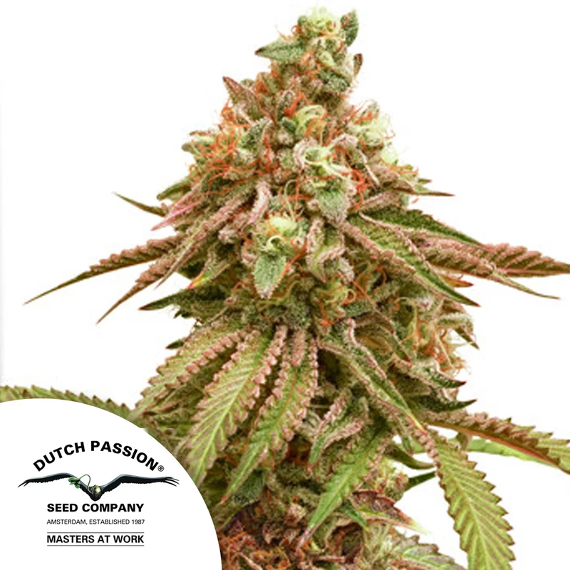 saltonverde2910043