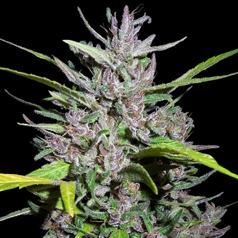 saltonverde2910225