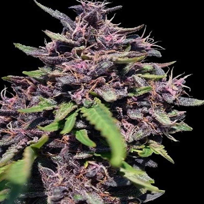 saltonverde2910244