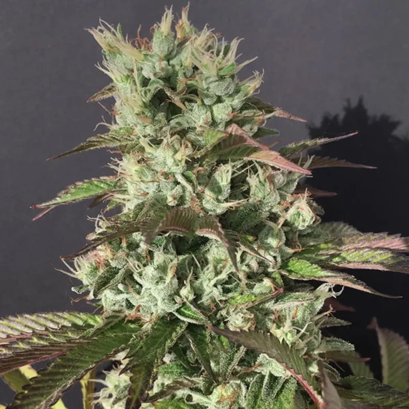 saltonverde2910726