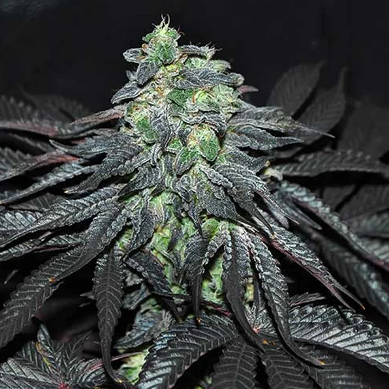 saltonverde2911833