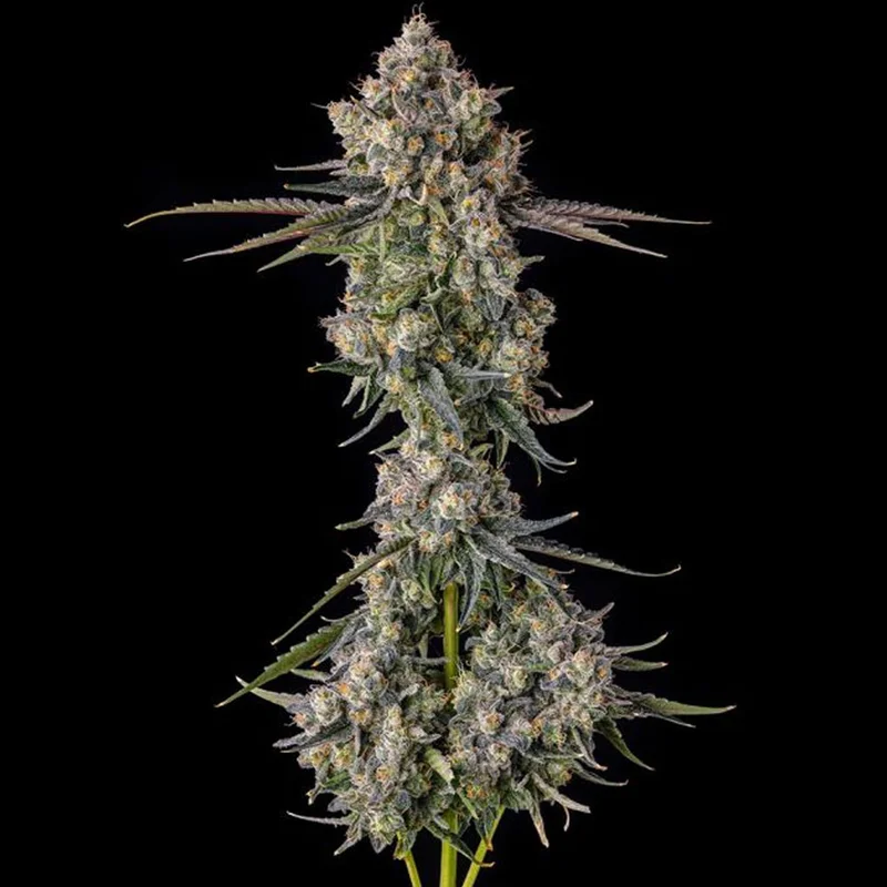 saltonverde2913420