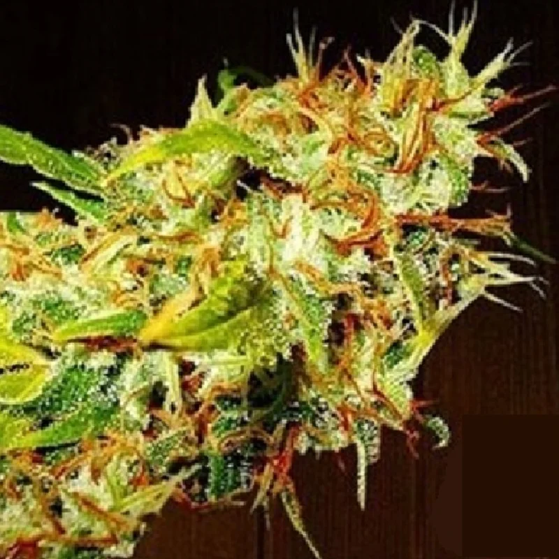 saltonverde2914091