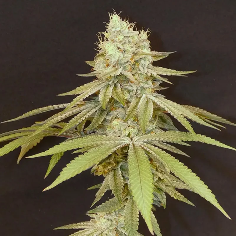 saltonverde2915806