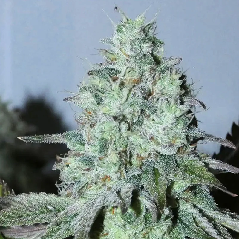 saltonverde2916051