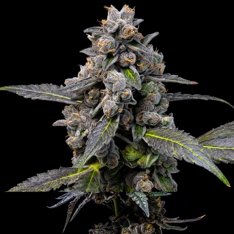 saltonverde2916904
