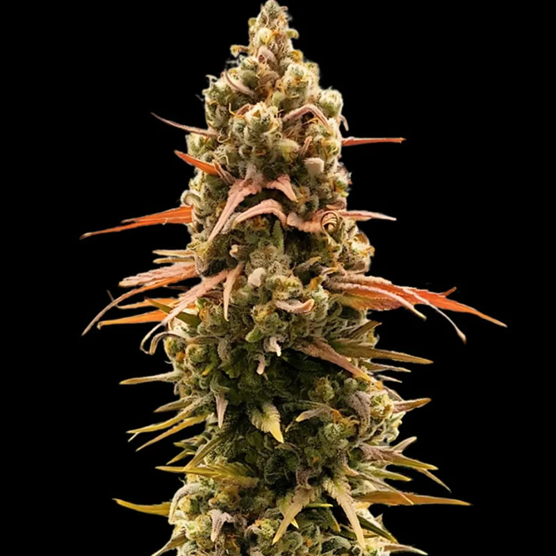 saltonverde2917884