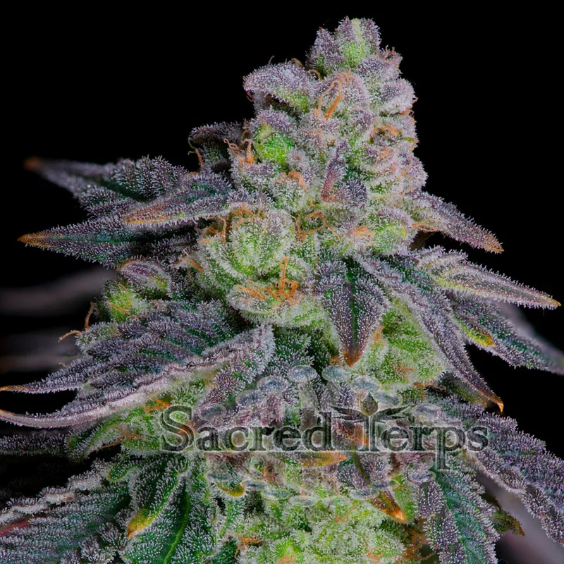 saltonverde2918016