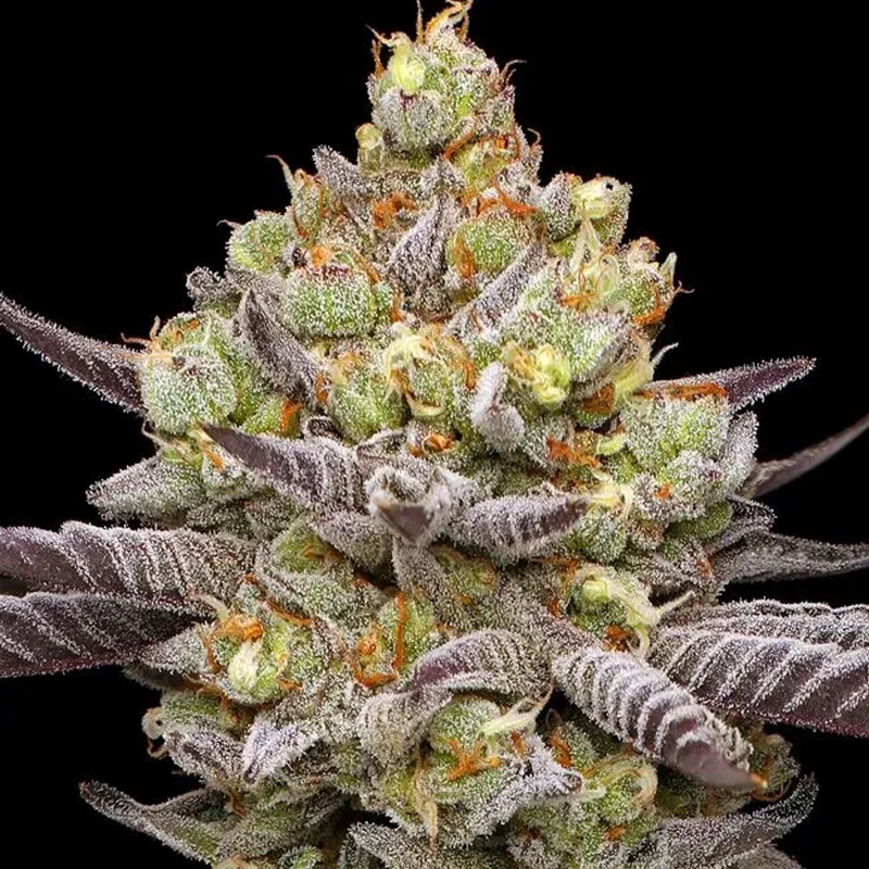 saltonverde2920710