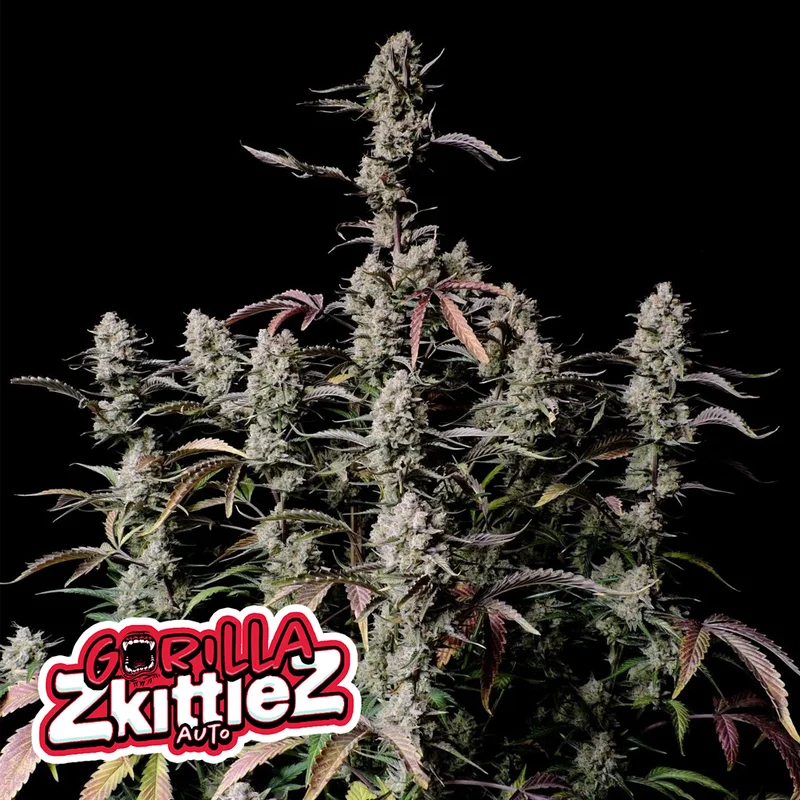 saltonverde2921259