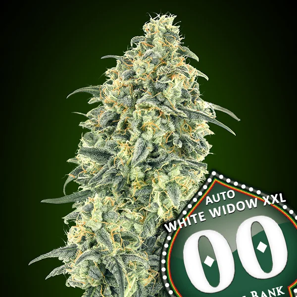 saltonverde2921527