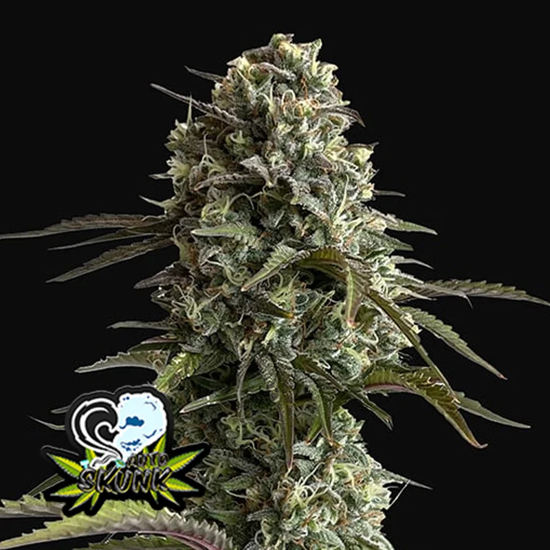 saltonverde2921542