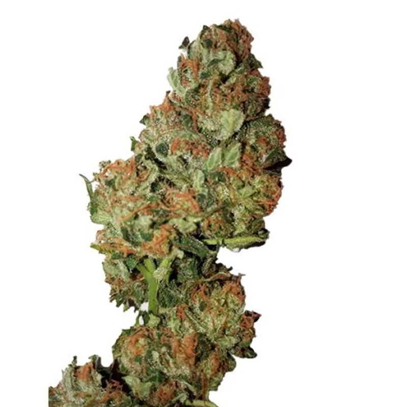 saltonverde2921766